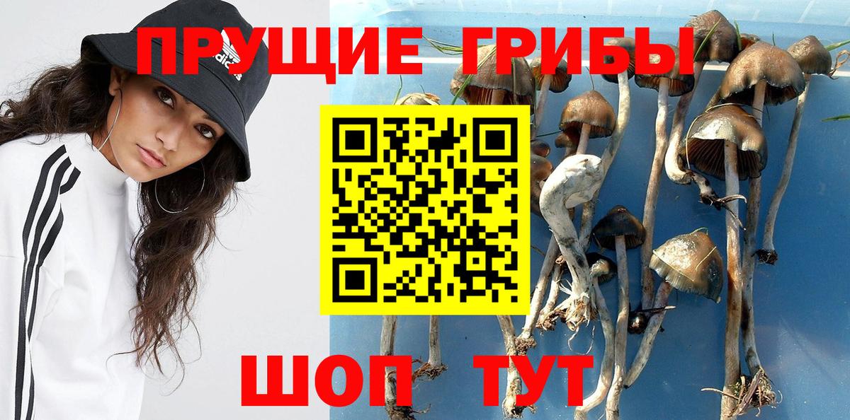 Галлюциногенные грибы Cubensis  Вход с VPN  Осинники 